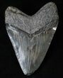 Robust Megalodon Tooth - South Carolina #16207-2